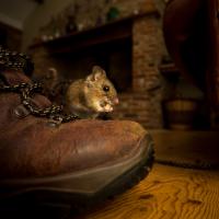 mouse on boot