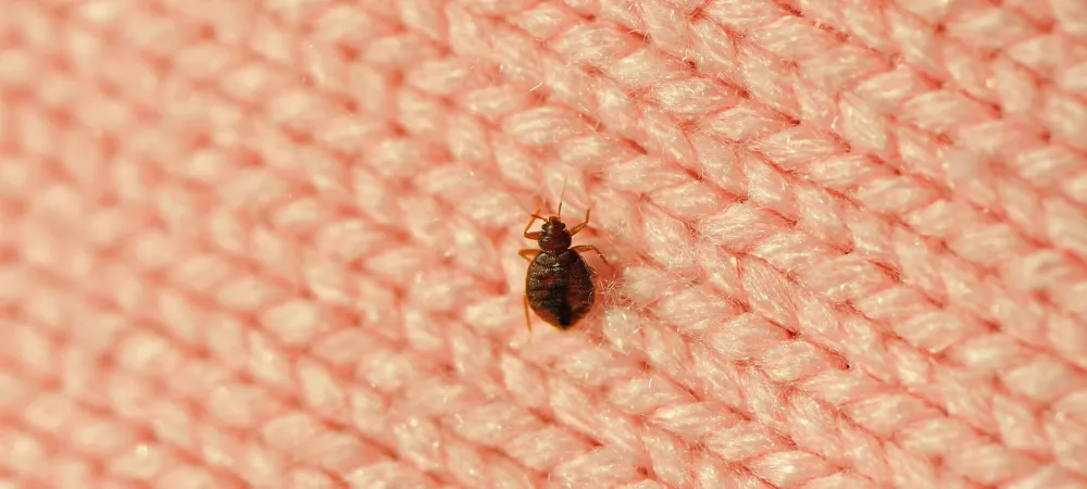 bed bug on fabric