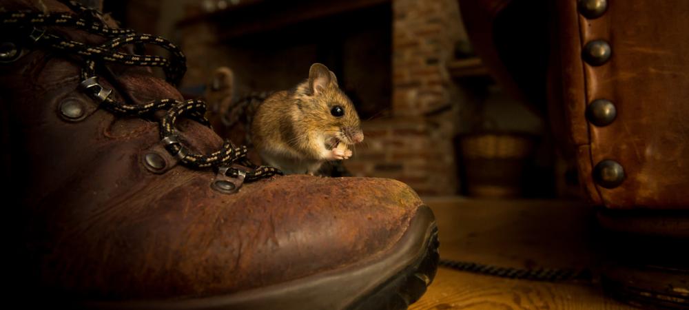 mouse on boot