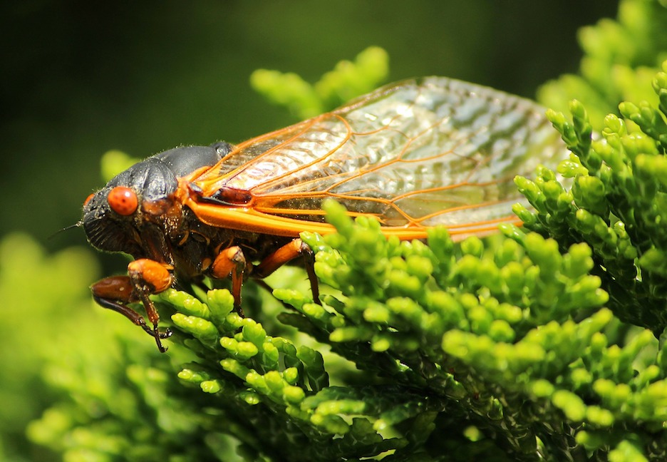 common-summer-bugs-in-myrtle-beach